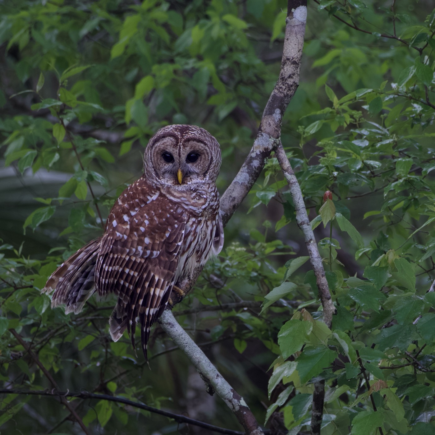 Barred Owl, March, Tampa Bay, Florida — fine art print