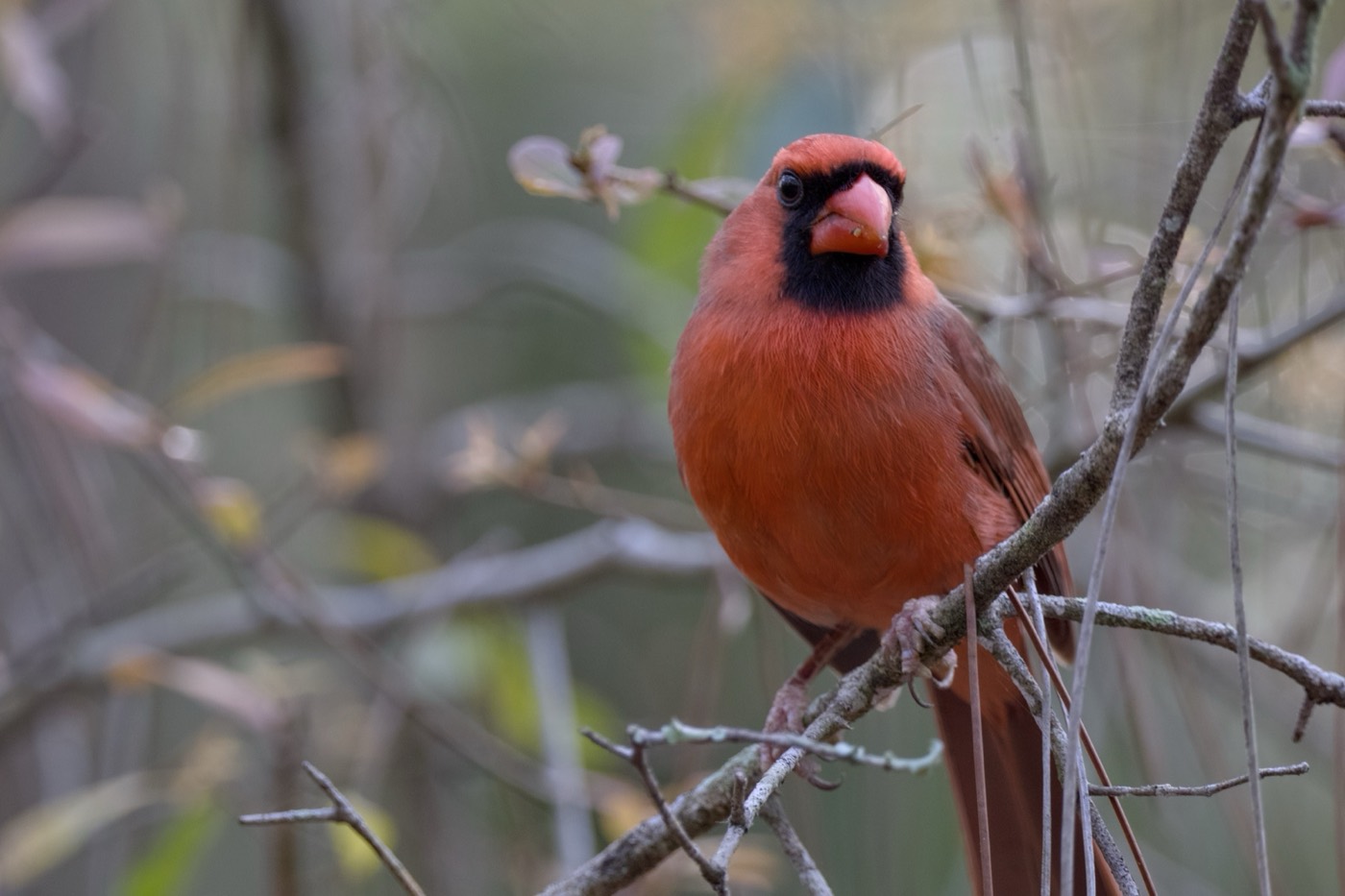 Cardinal, March, Tampa Bay, Florida — fine art print