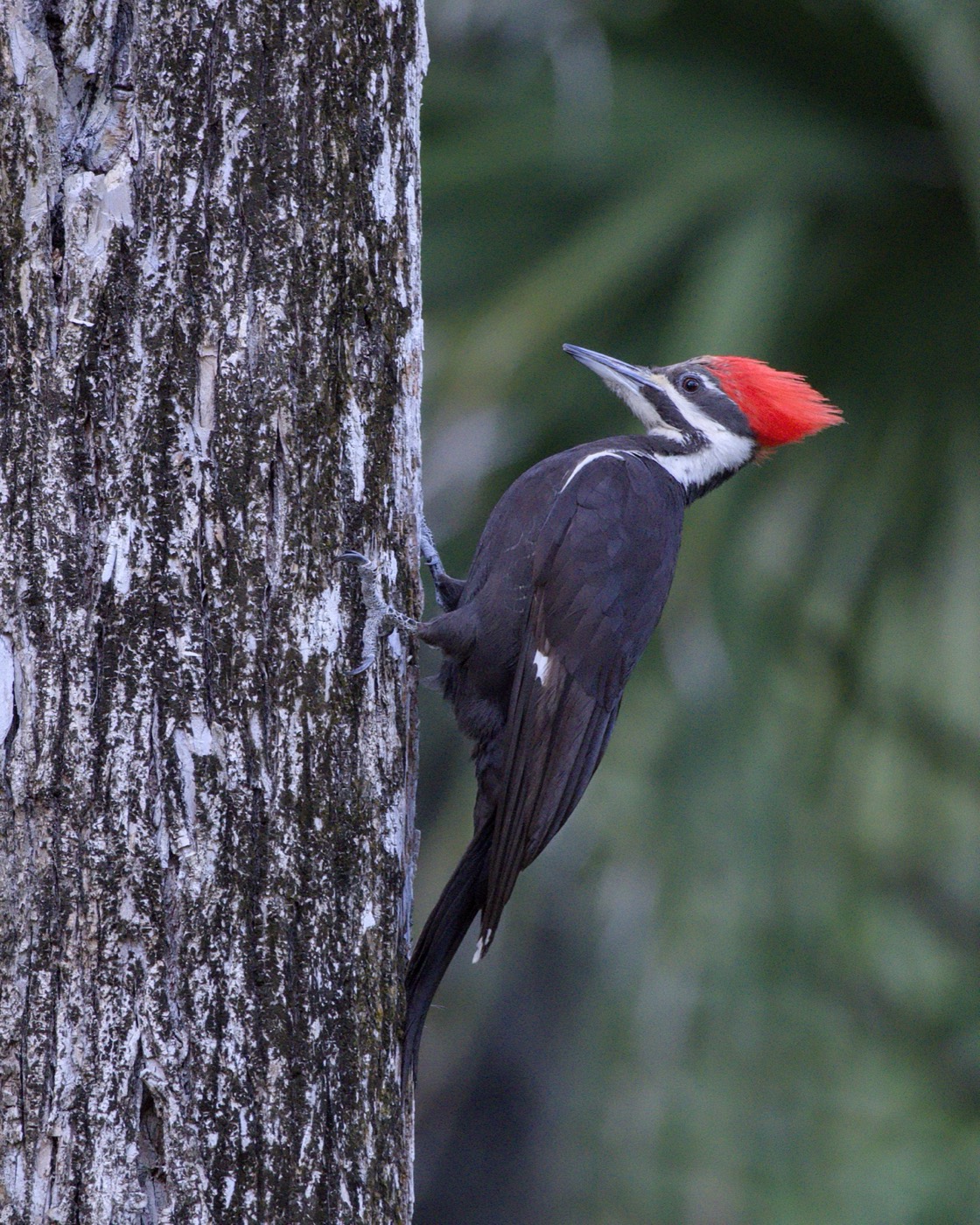 Pileated, March, Tampa Bay, Florida — fine art print
