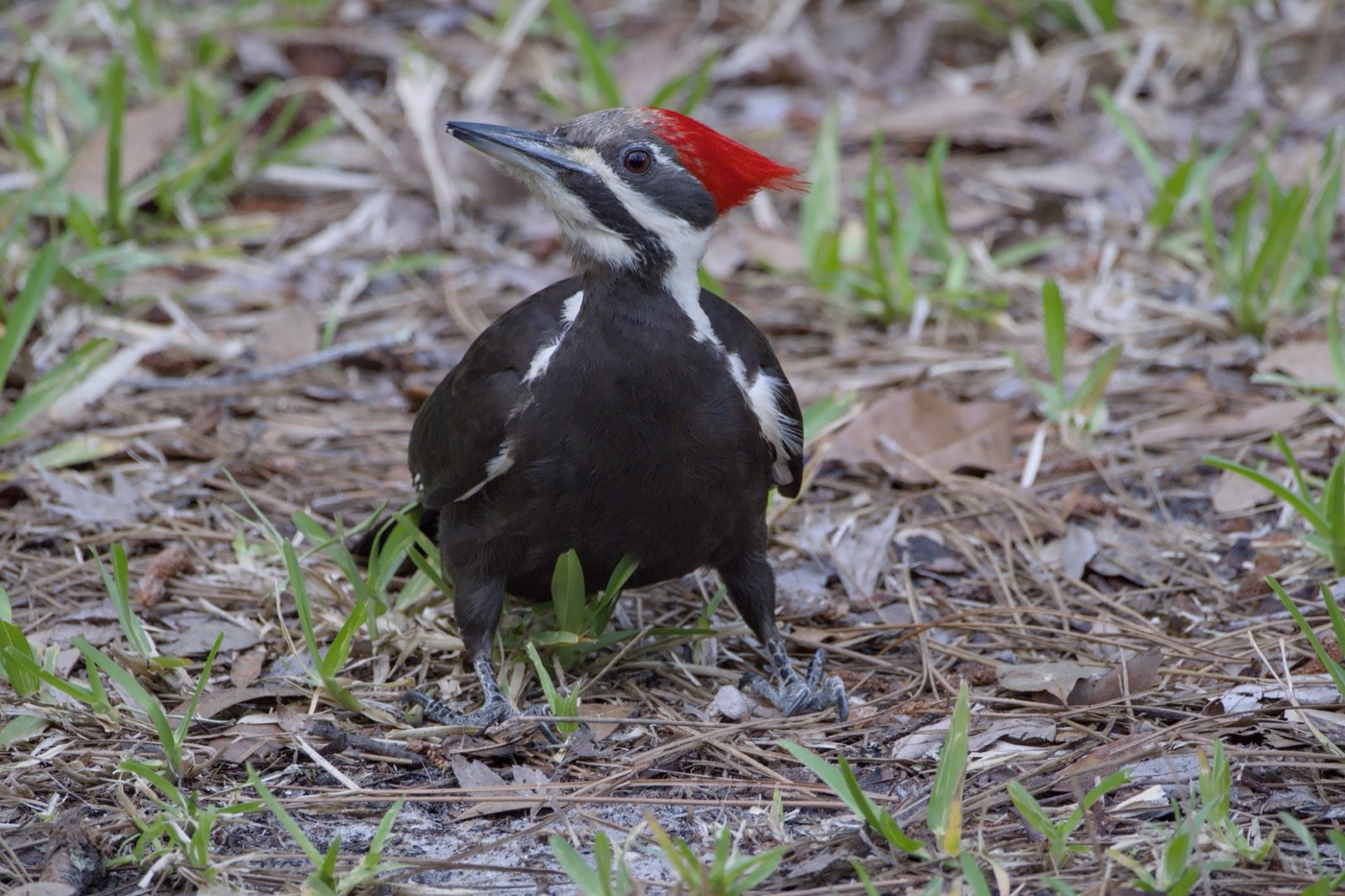 Pileated on the Ground, Tampa Bay, Florida — fine art print
