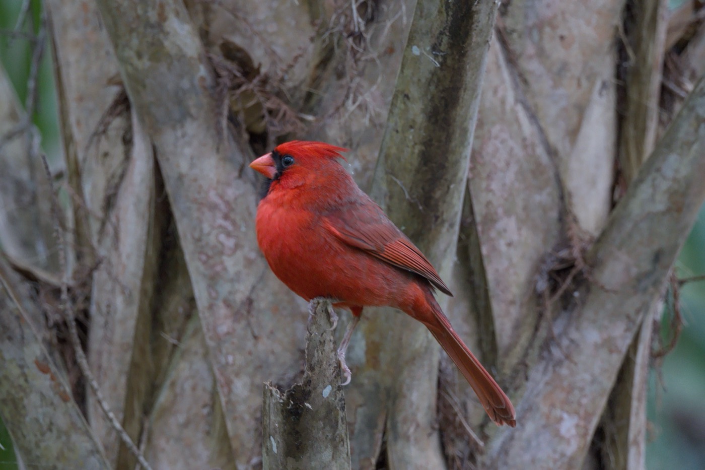 Cardinal, Long Pose, Tampa Bay, Florida — fine art print