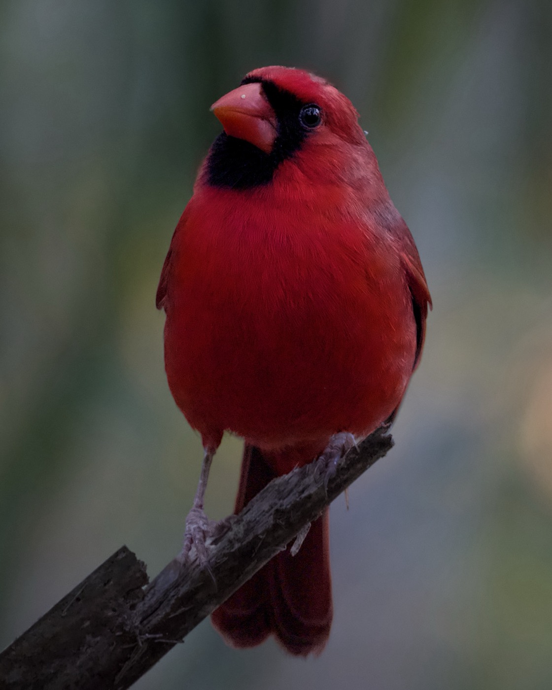Cardinal, Red on Green, Tampa Bay, Florida — fine art print