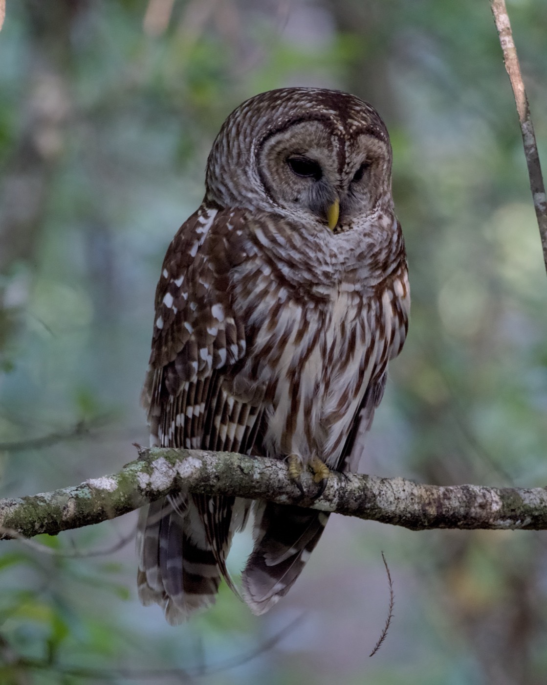 Barred Owl, Late March, Tampa Bay, Florida — fine art print