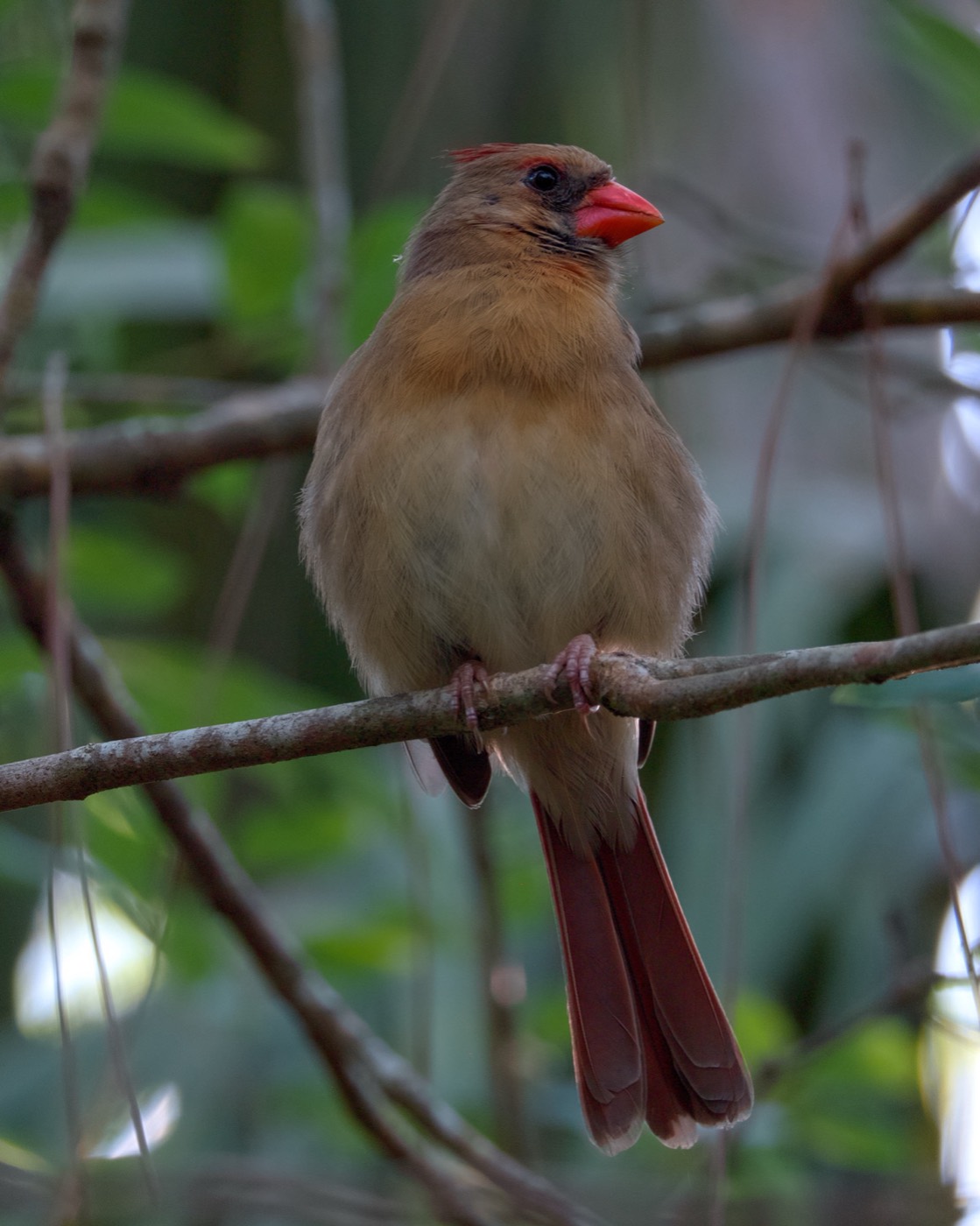 Female Cardinal, March Light, Tampa Bay, Florida — fine art print