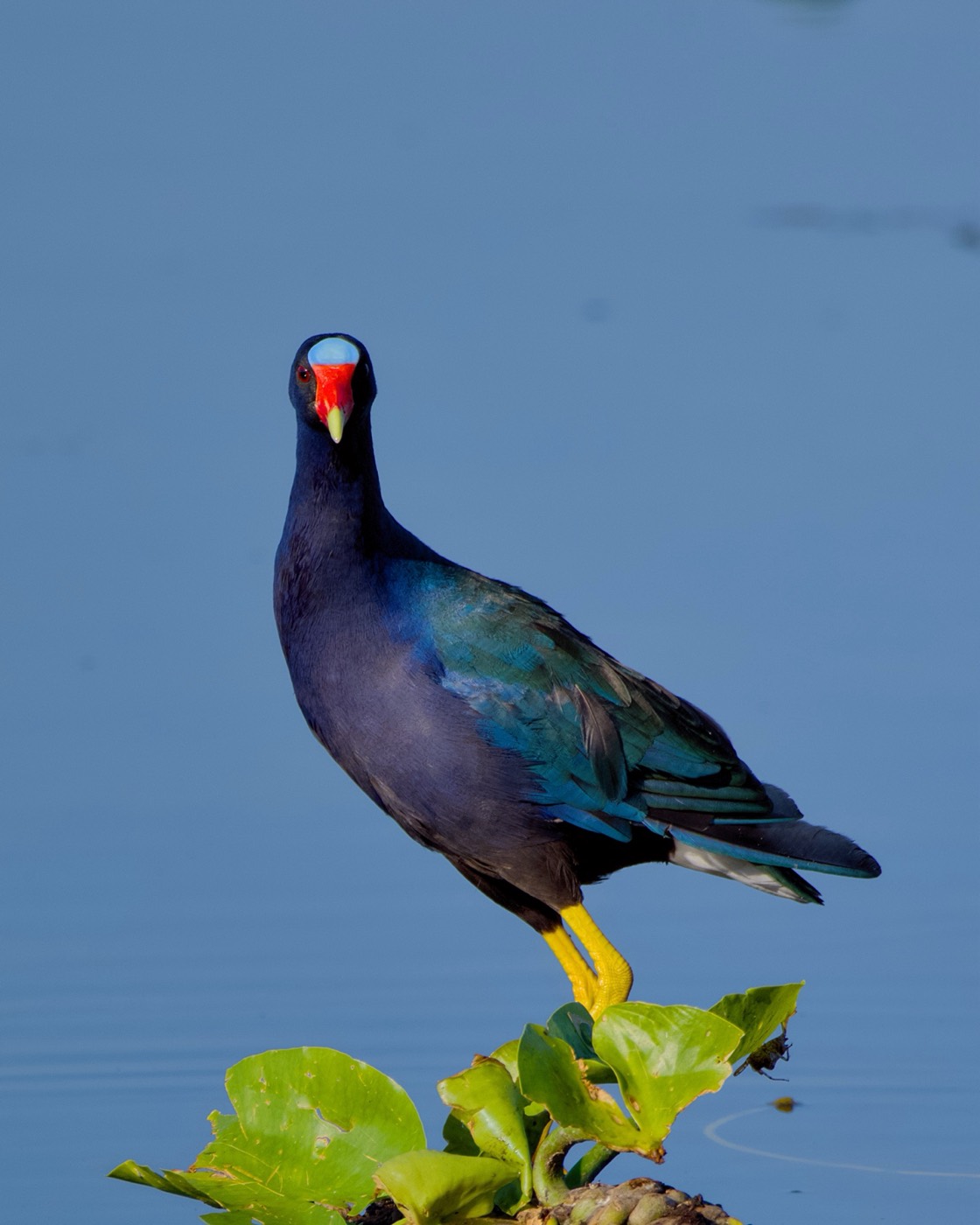 Purple Gallinule, Tampa Bay, Florida — fine art print
