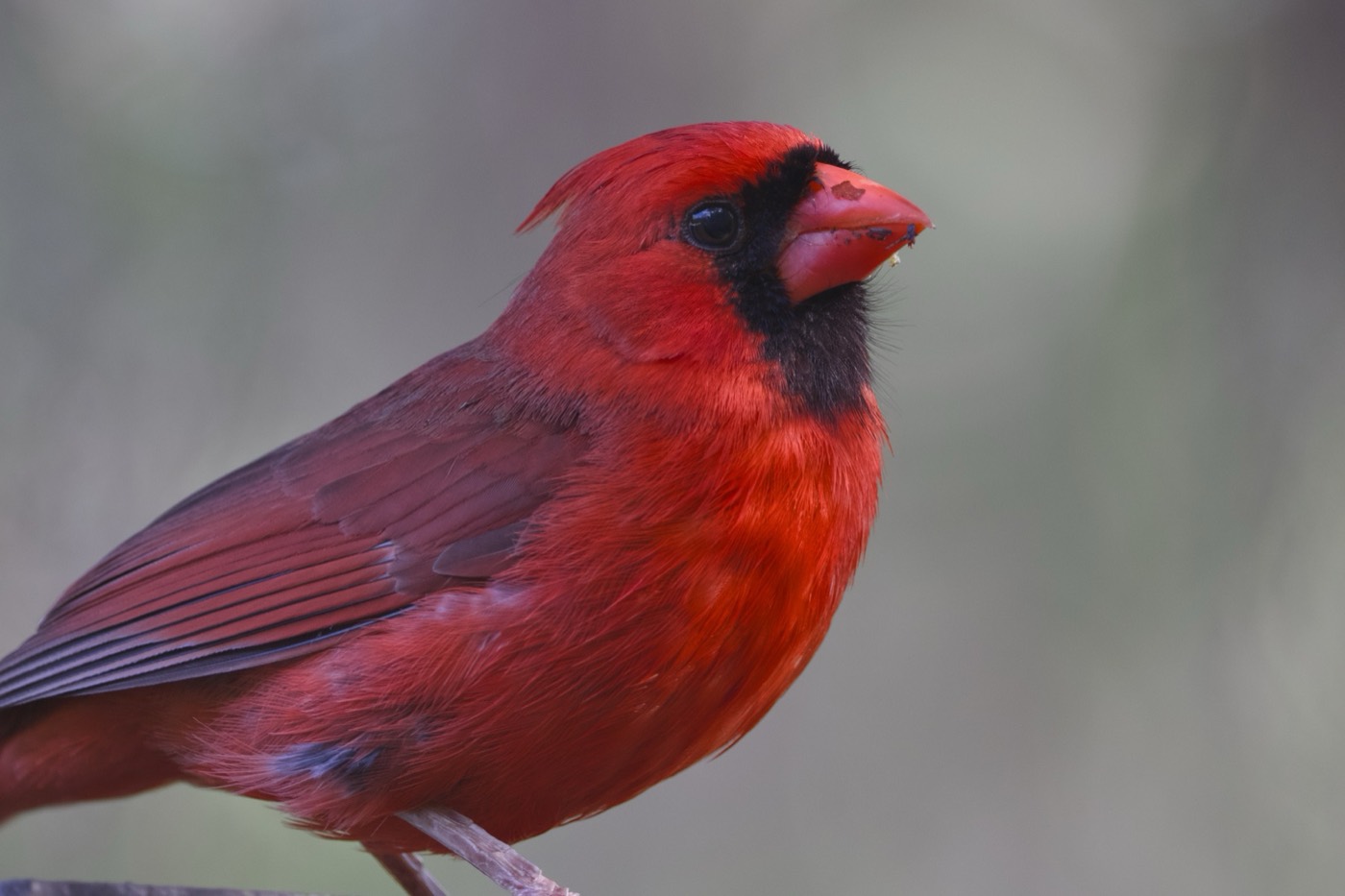 April Cardinal, Tampa Bay, Florida — fine art print