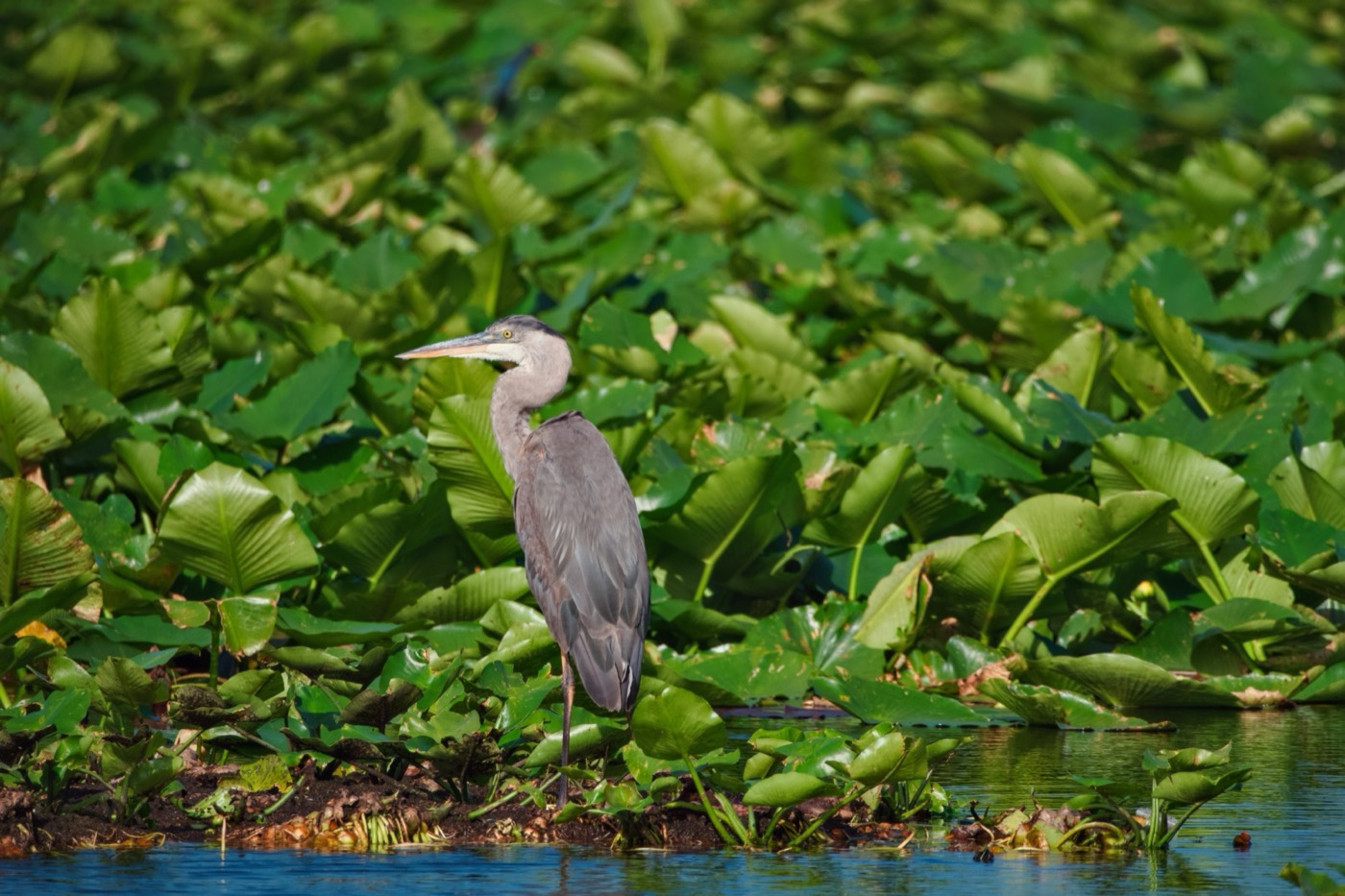 Great Blue in the Marsh, Tampa Bay, Florida — fine art print