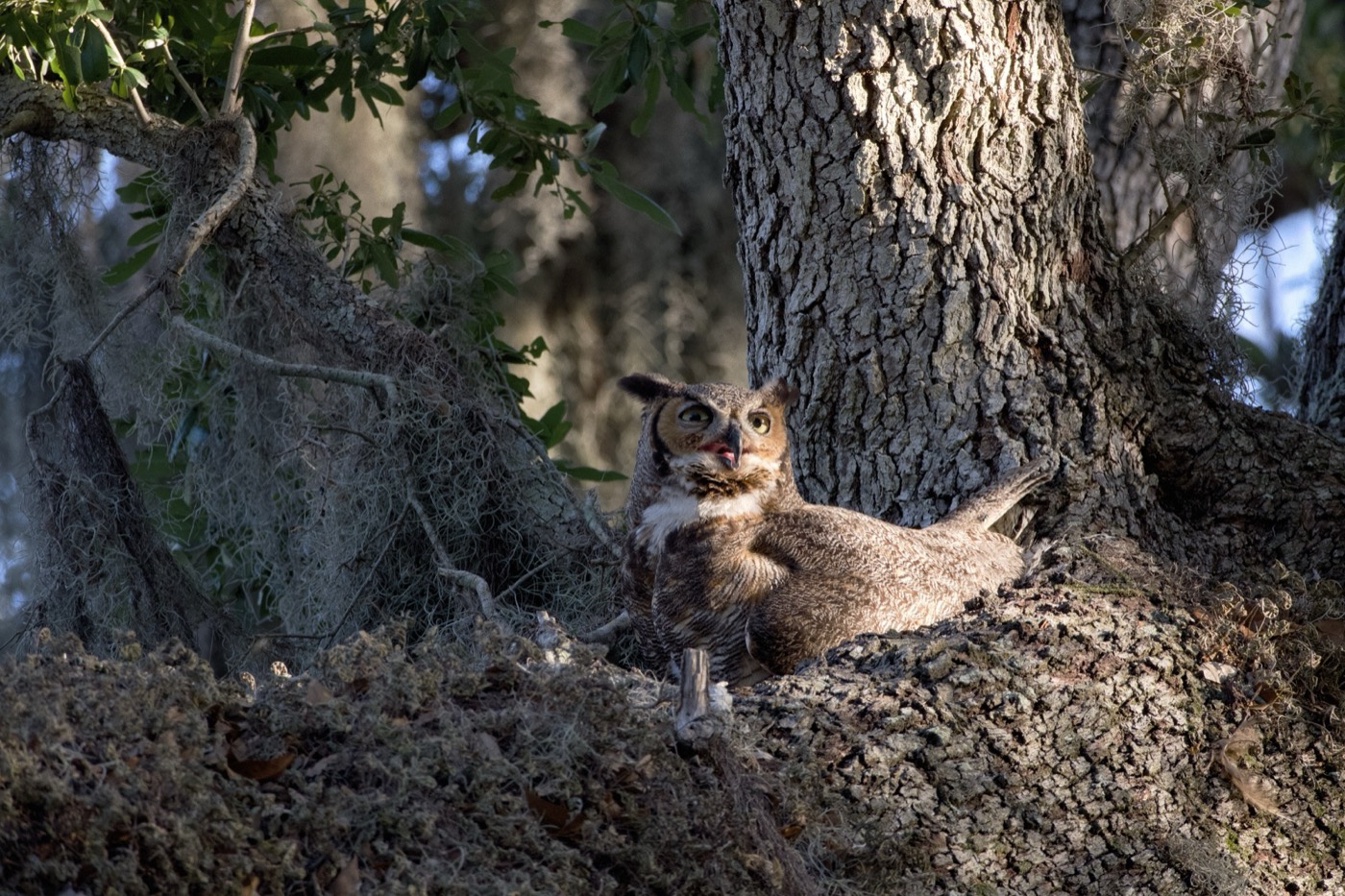 Squirrels in the Oak, Tampa Bay, Florida — fine art print