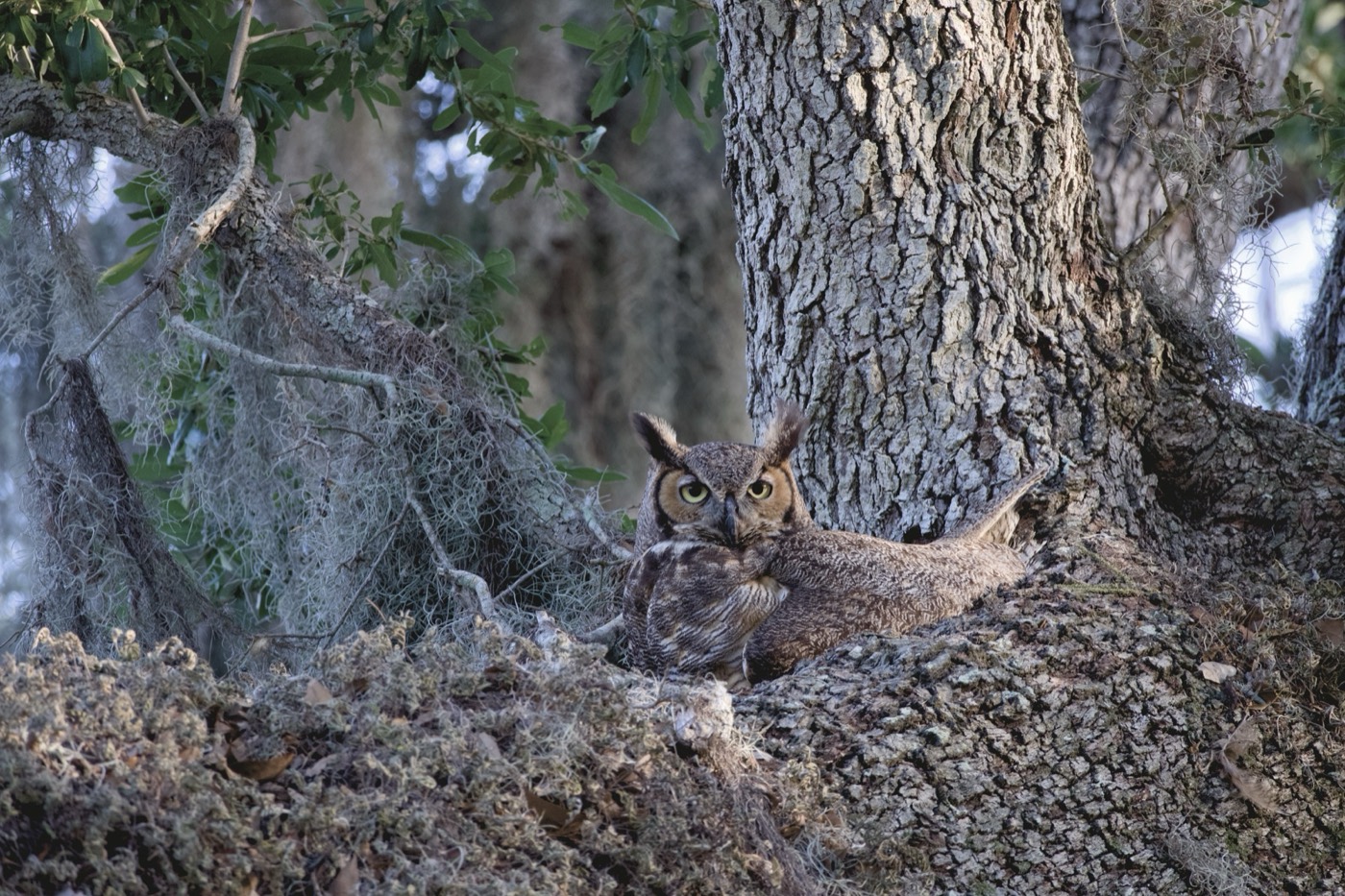 Squirrel Pair, Tampa Bay, Florida — fine art print