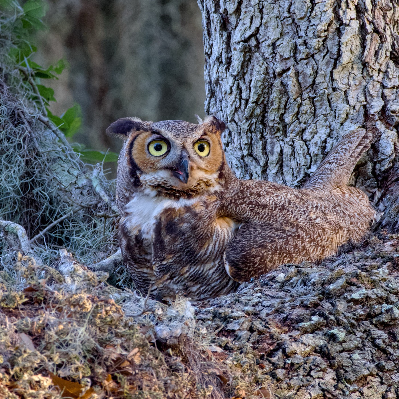 Owl on the Nest, Tampa Bay, Florida — fine art print