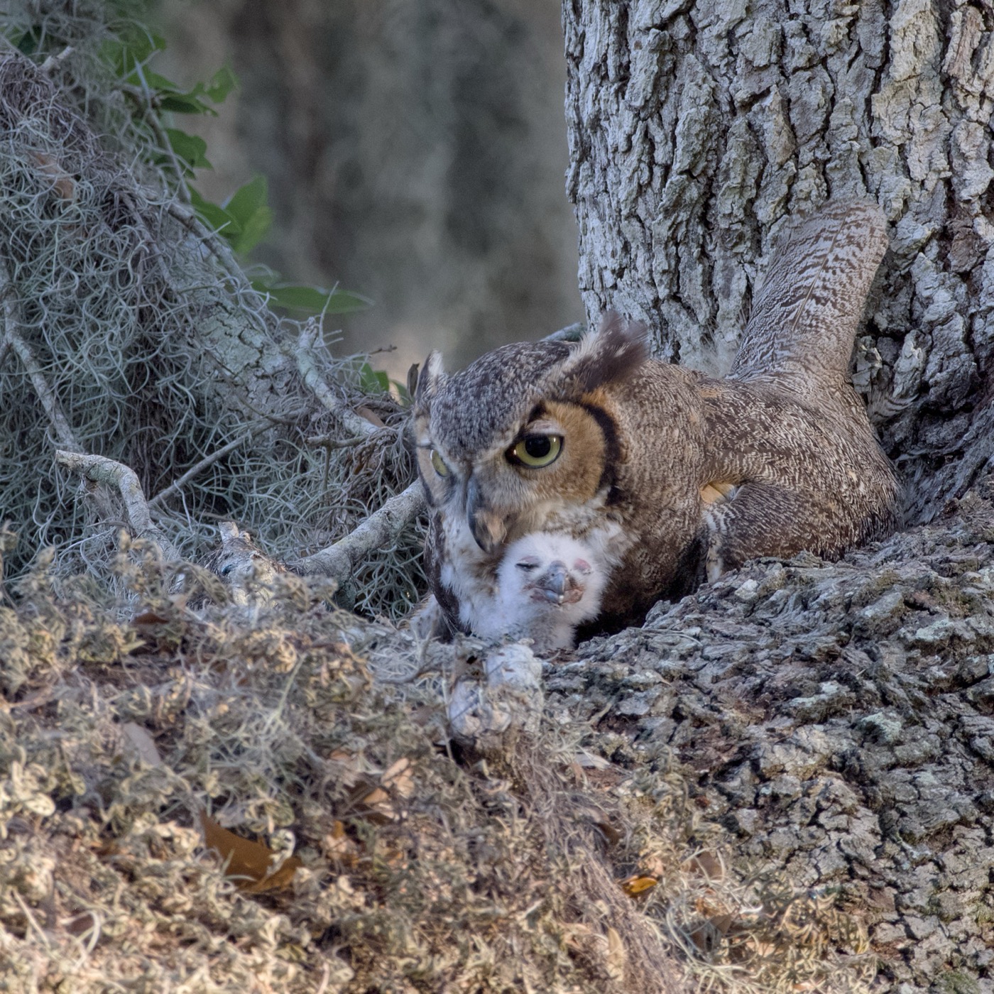 Owl and the Hollow, Tampa Bay, Florida — fine art print