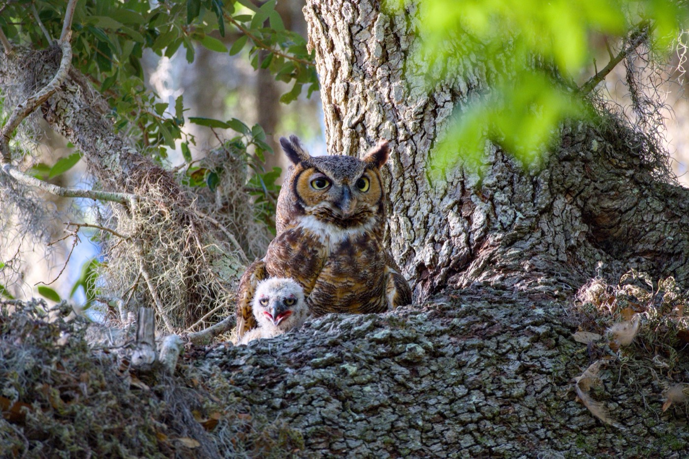 Owlets in the Nest, Tampa Bay, Florida — fine art print