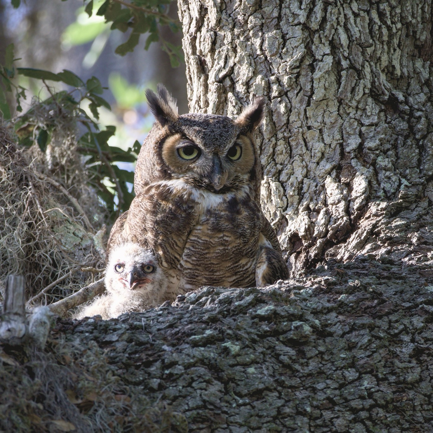 Two Owlets, Tampa Bay, Florida — fine art print