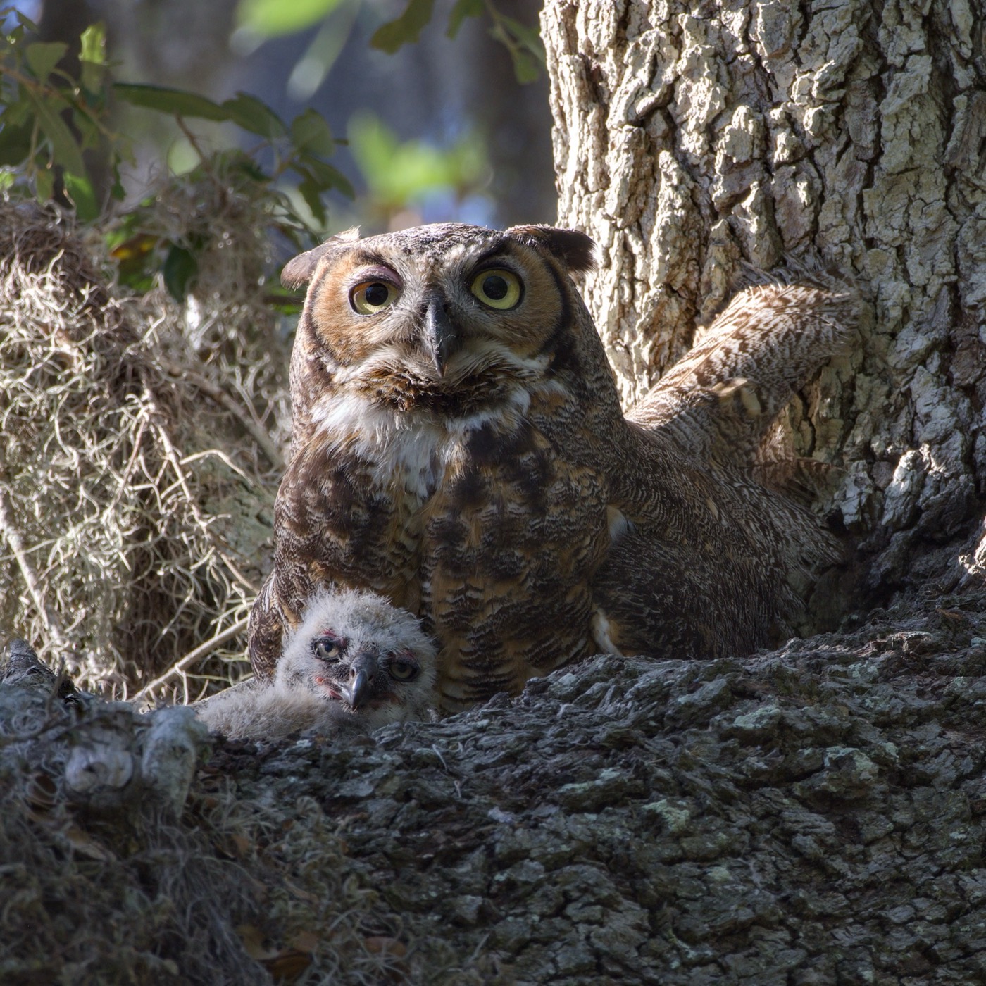 Owlet, Yellow Eyes, Tampa Bay, Florida — fine art print
