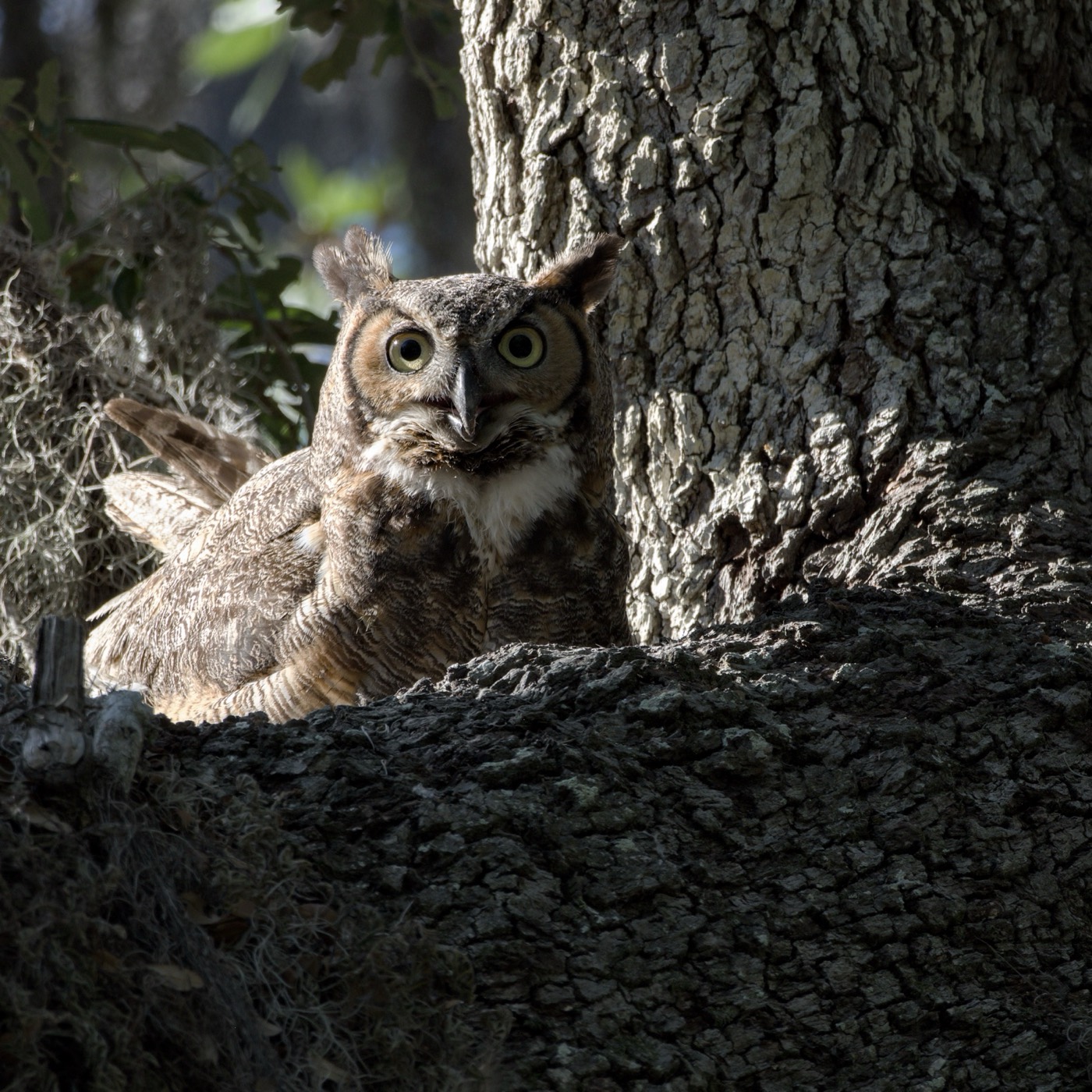 Owlet at the Trunk, Tampa Bay, Florida — fine art print