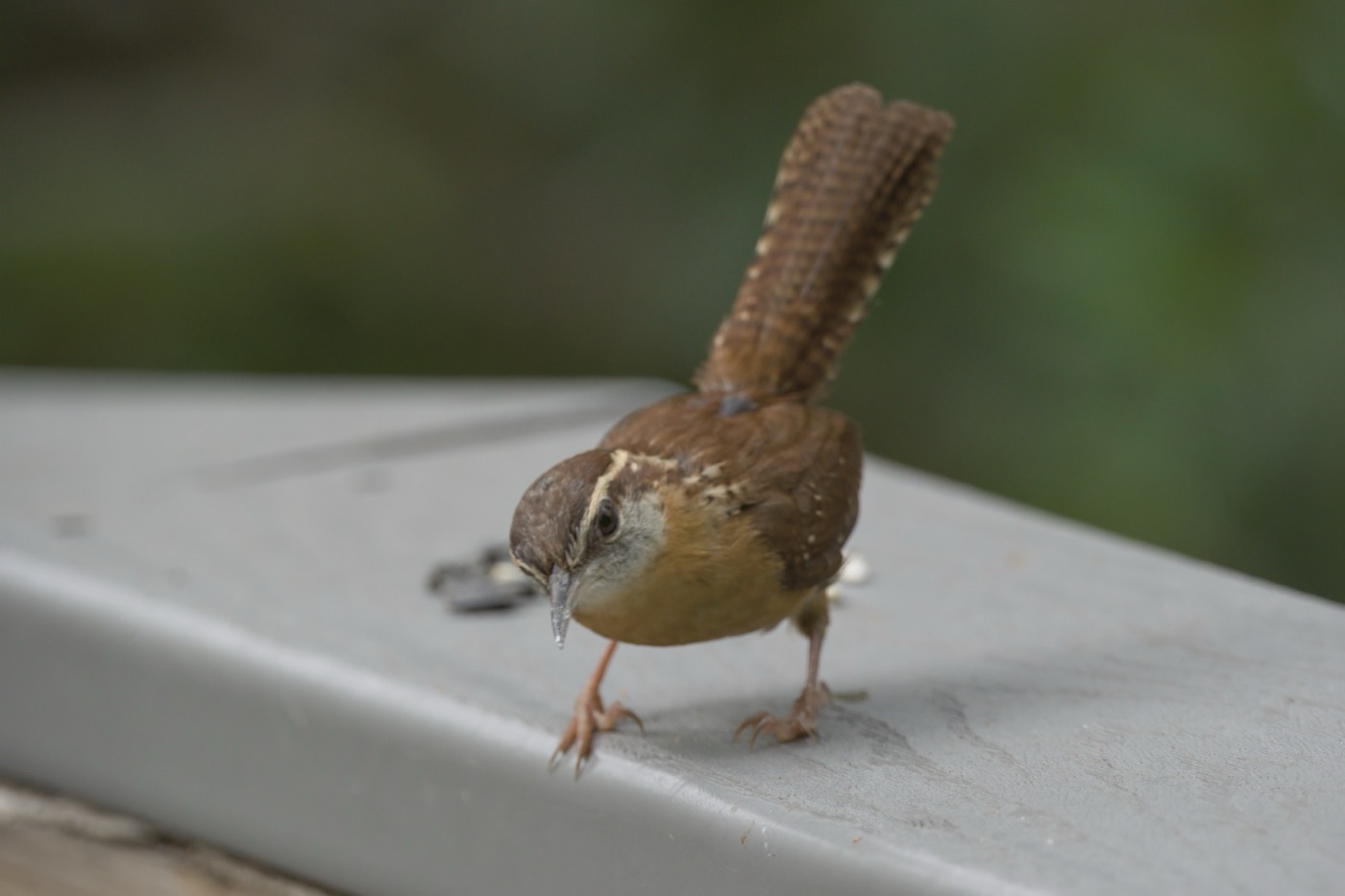 Carolina Wren, May, Tampa Bay, Florida — fine art print