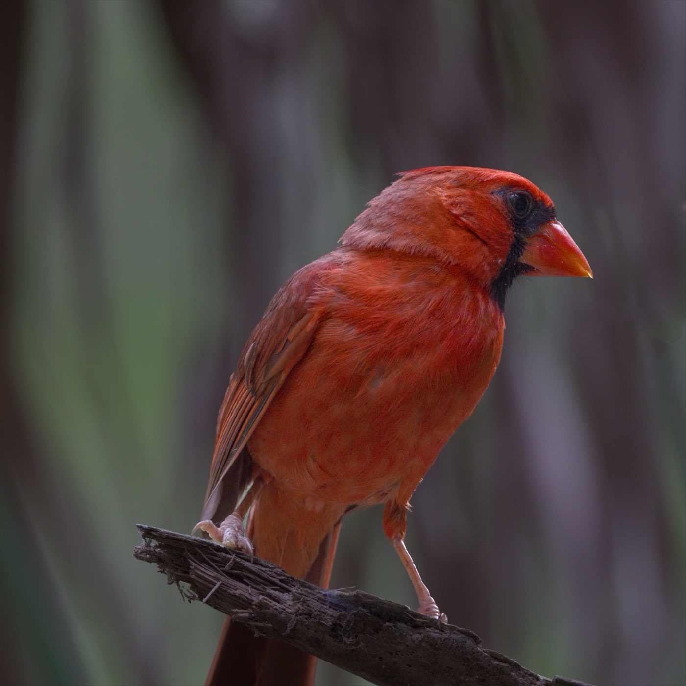 May Cardinal, Tampa Bay, Florida — fine art print