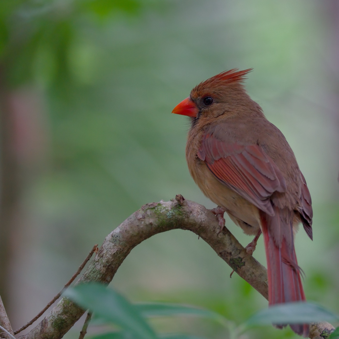 Female Cardinal, May, Tampa Bay, Florida — fine art print