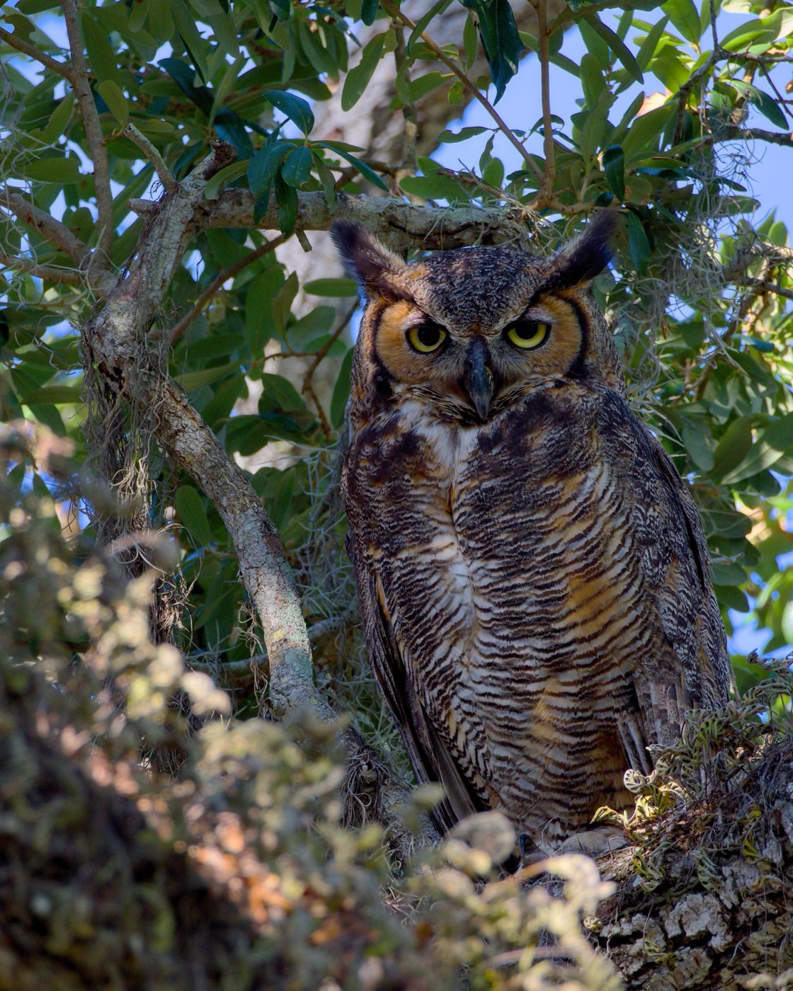 Great Horned Owl