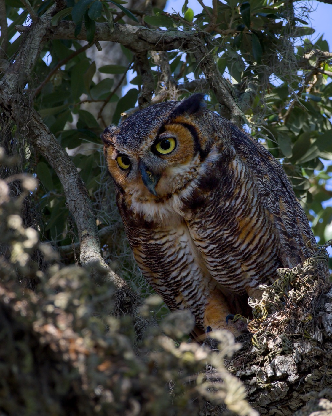 Owl in the Canopy, Tampa Bay, Florida — fine art print
