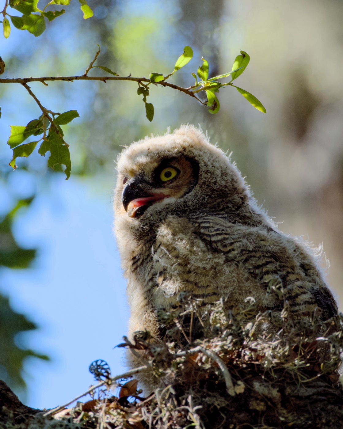 Owlet in the Nest, Tampa Bay, Florida — fine art print