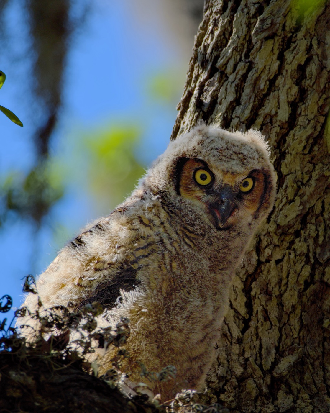 Watchful Owlet, Tampa Bay, Florida — fine art print