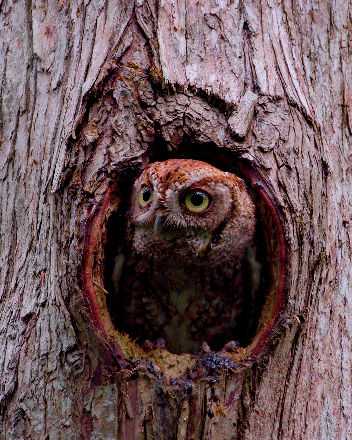 Eastern Screech-Owl inside a Trunk Cavity, Florida — fine art print by Bernardo Perdomo