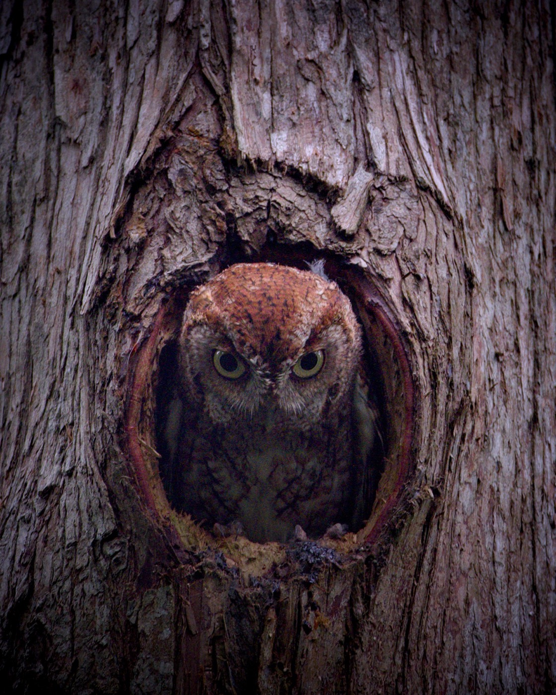 Barred Owl in the Cavity, Tampa Bay, Florida — fine art print