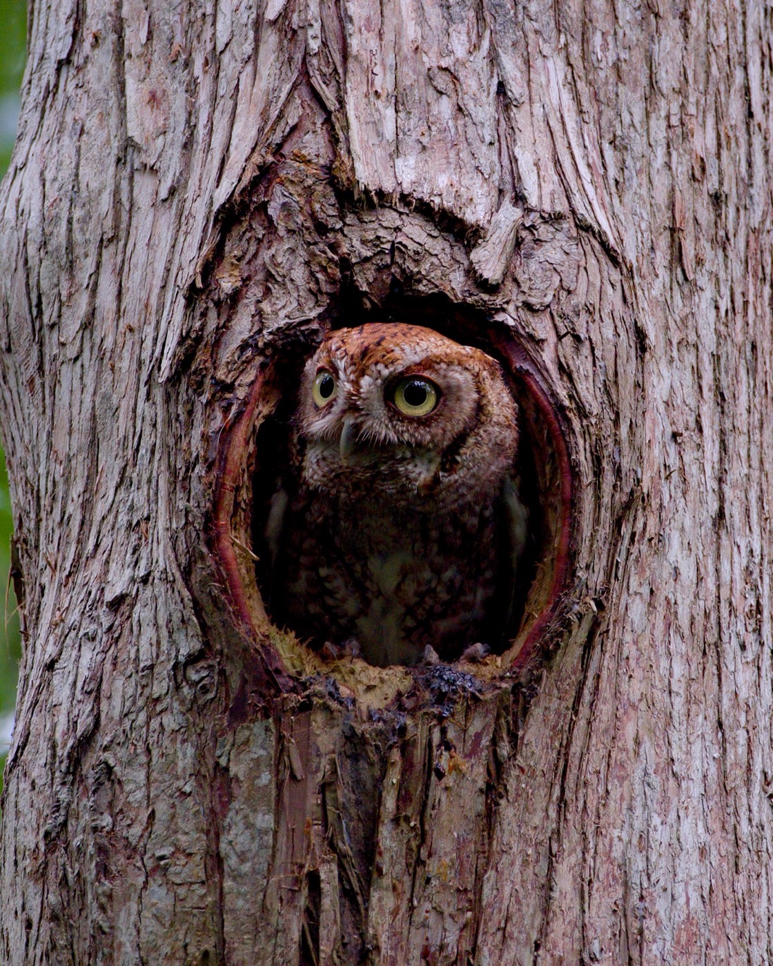 Eyes in the Hollow, Tampa Bay, Florida — fine art print