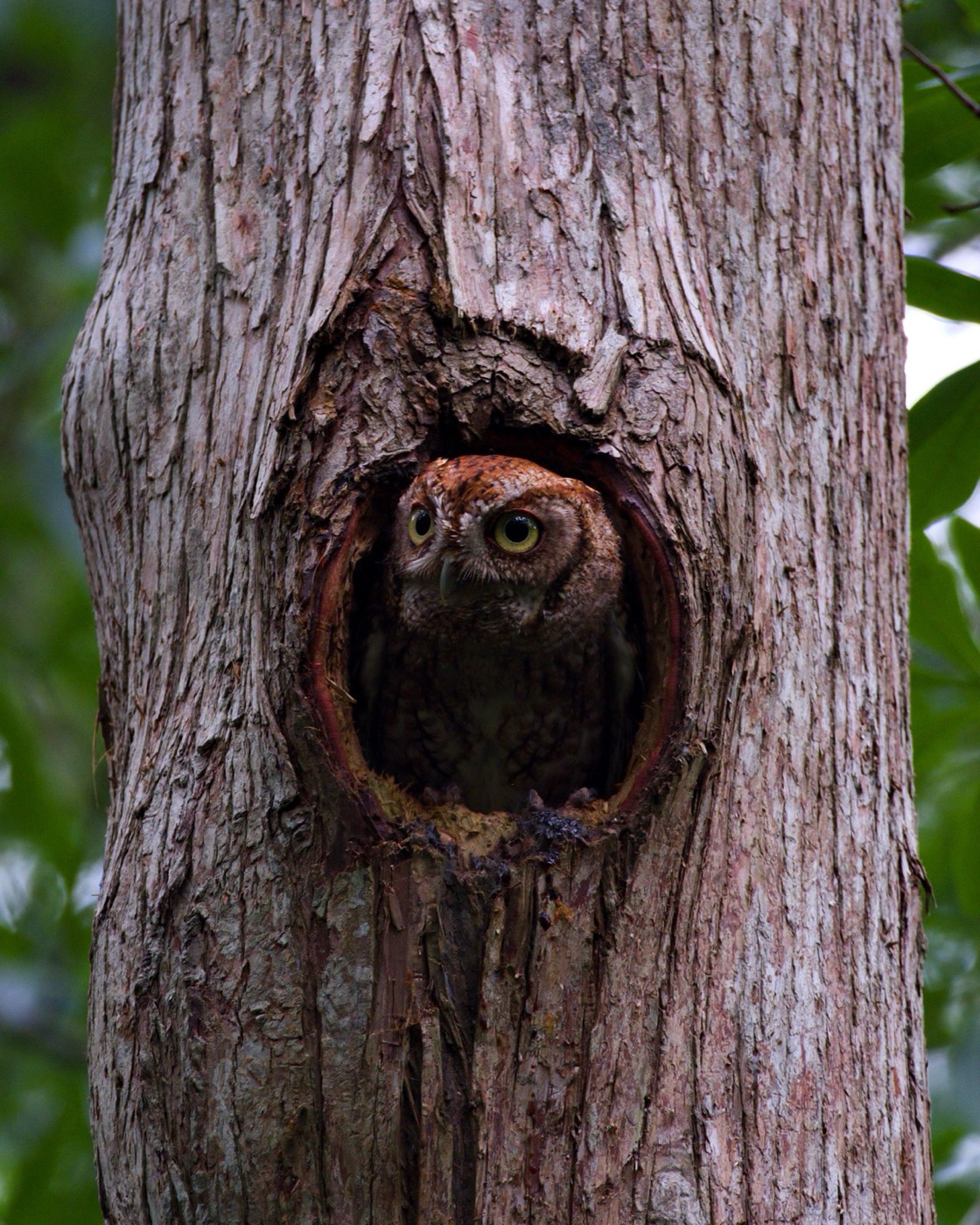 Hollow Owl, Tampa Bay, Florida — fine art print