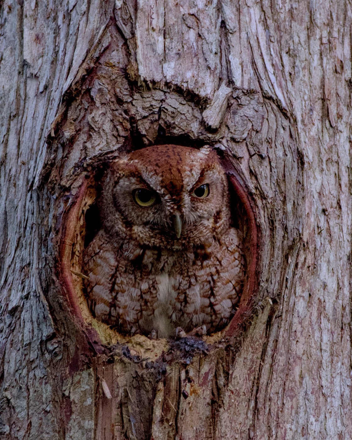 Owl in the Door, Tampa Bay, Florida — fine art print