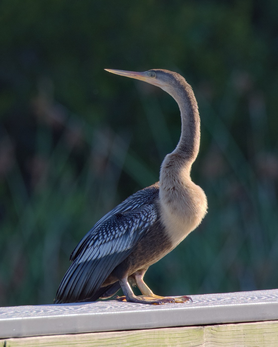 Anhinga, June, Tampa Bay, Florida — fine art print