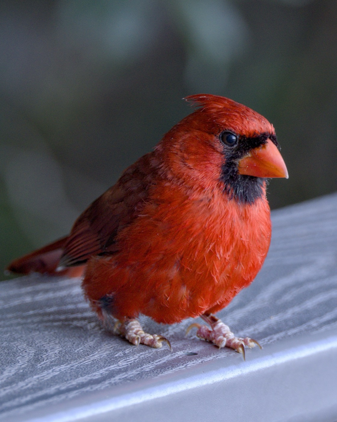 June Cardinal, Tampa Bay, Florida — fine art print