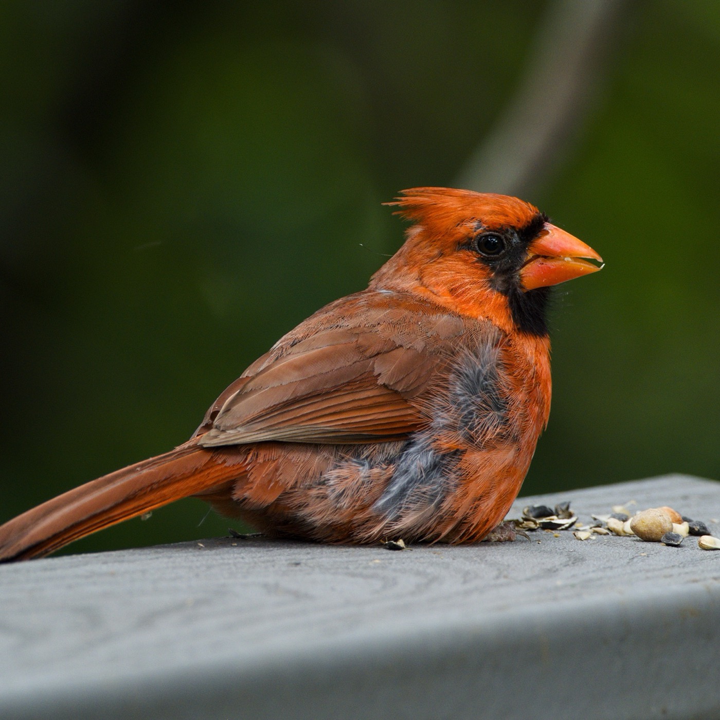 July Cardinal, Tampa Bay, Florida — fine art print