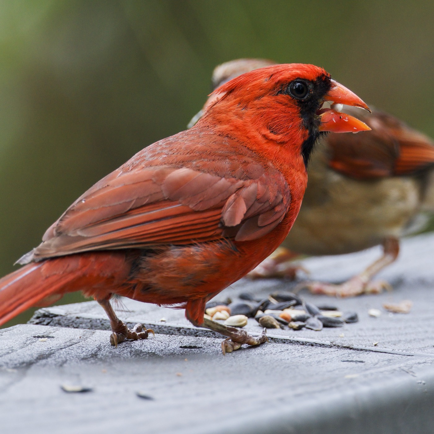 Cardinal Pair, Tampa Bay, Florida — fine art print