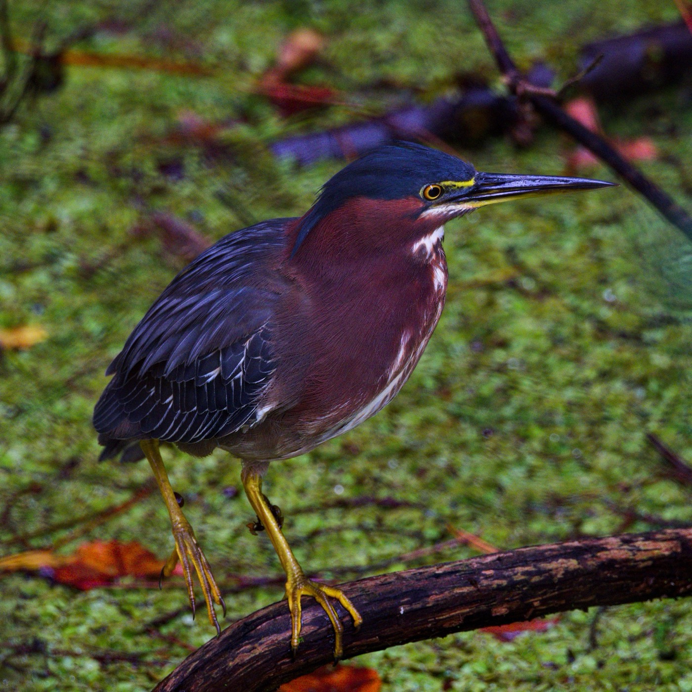 Green Heron, Tampa Bay, Florida — fine art print