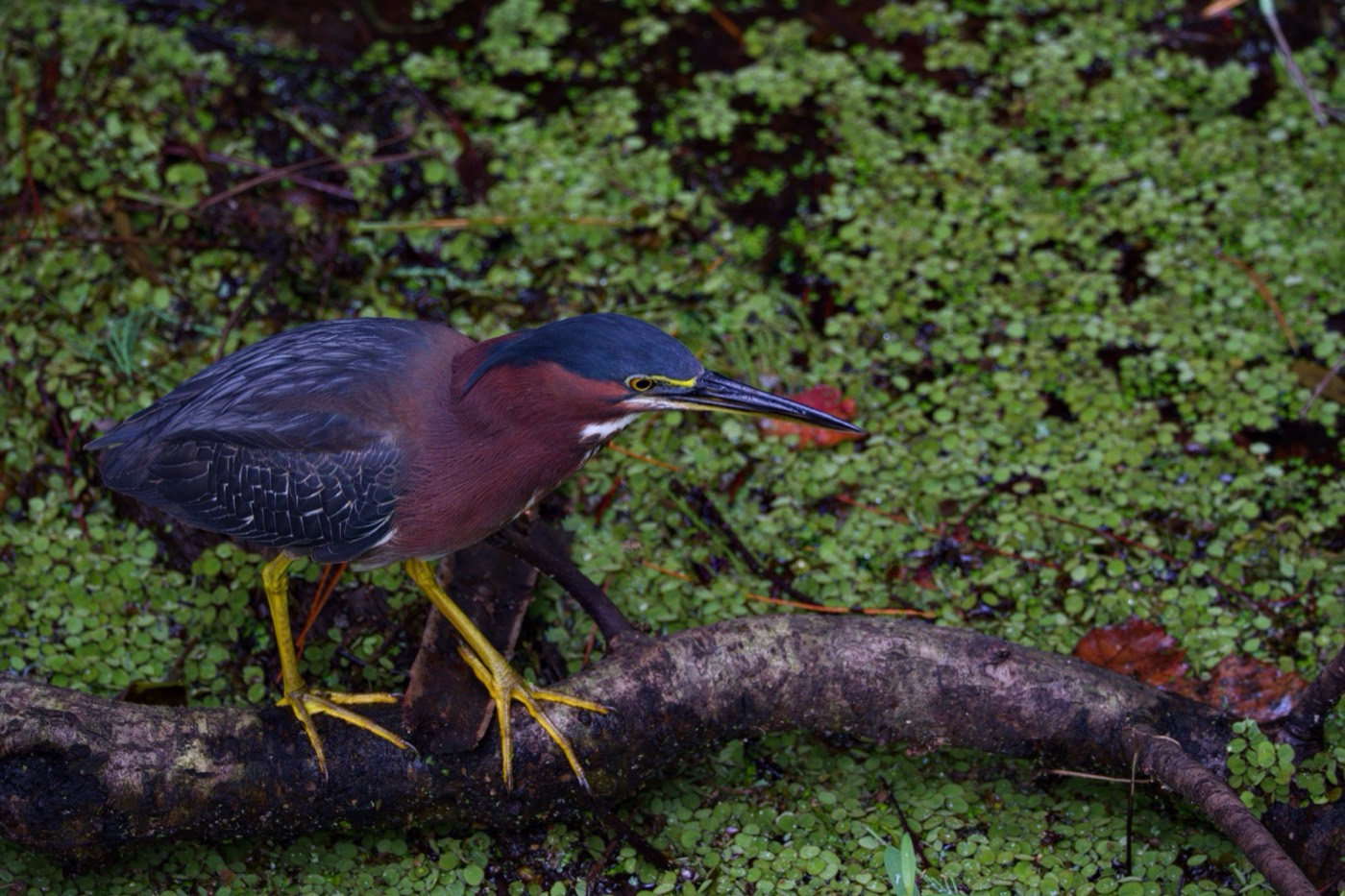 Green Heron, Profile, Tampa Bay, Florida — fine art print