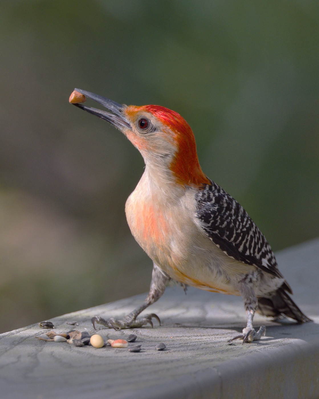 Red-bellied Woodpecker, Tampa Bay, Florida — fine art print