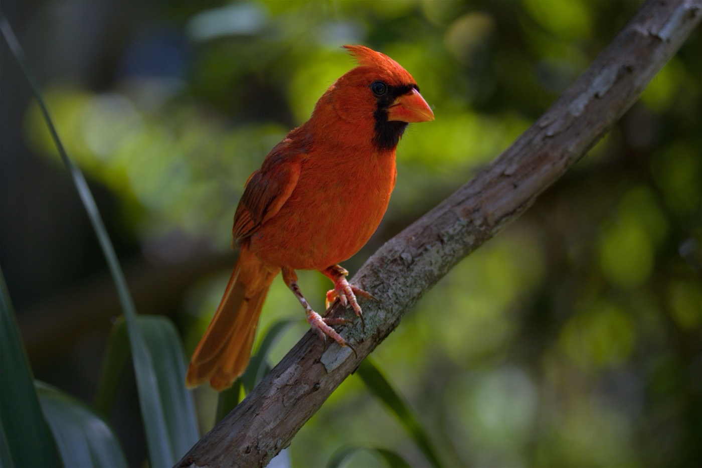 Cardinal, Late July, Tampa Bay, Florida — fine art print