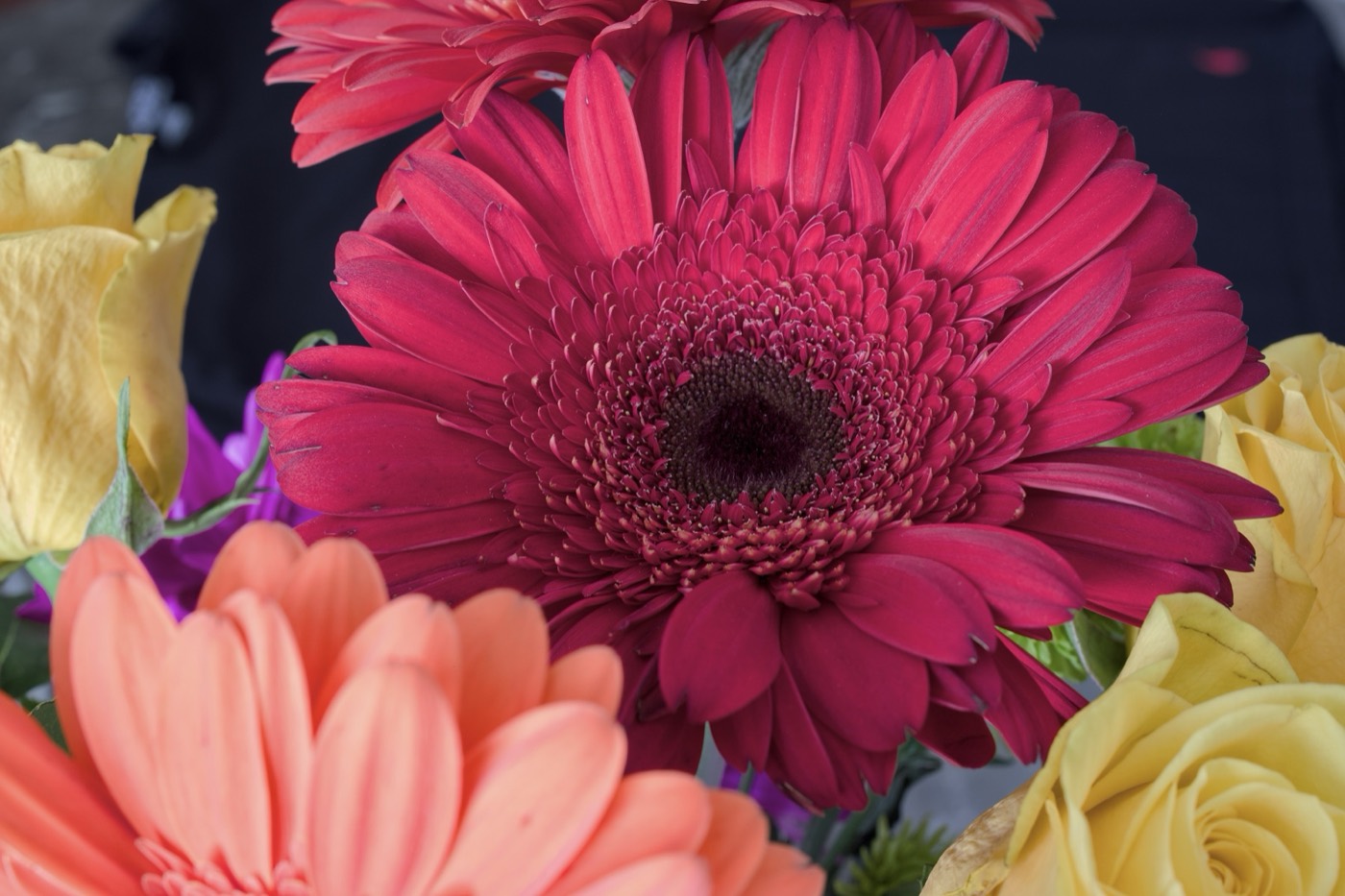 Gerbera Mix, Tampa Bay, Florida — fine art print