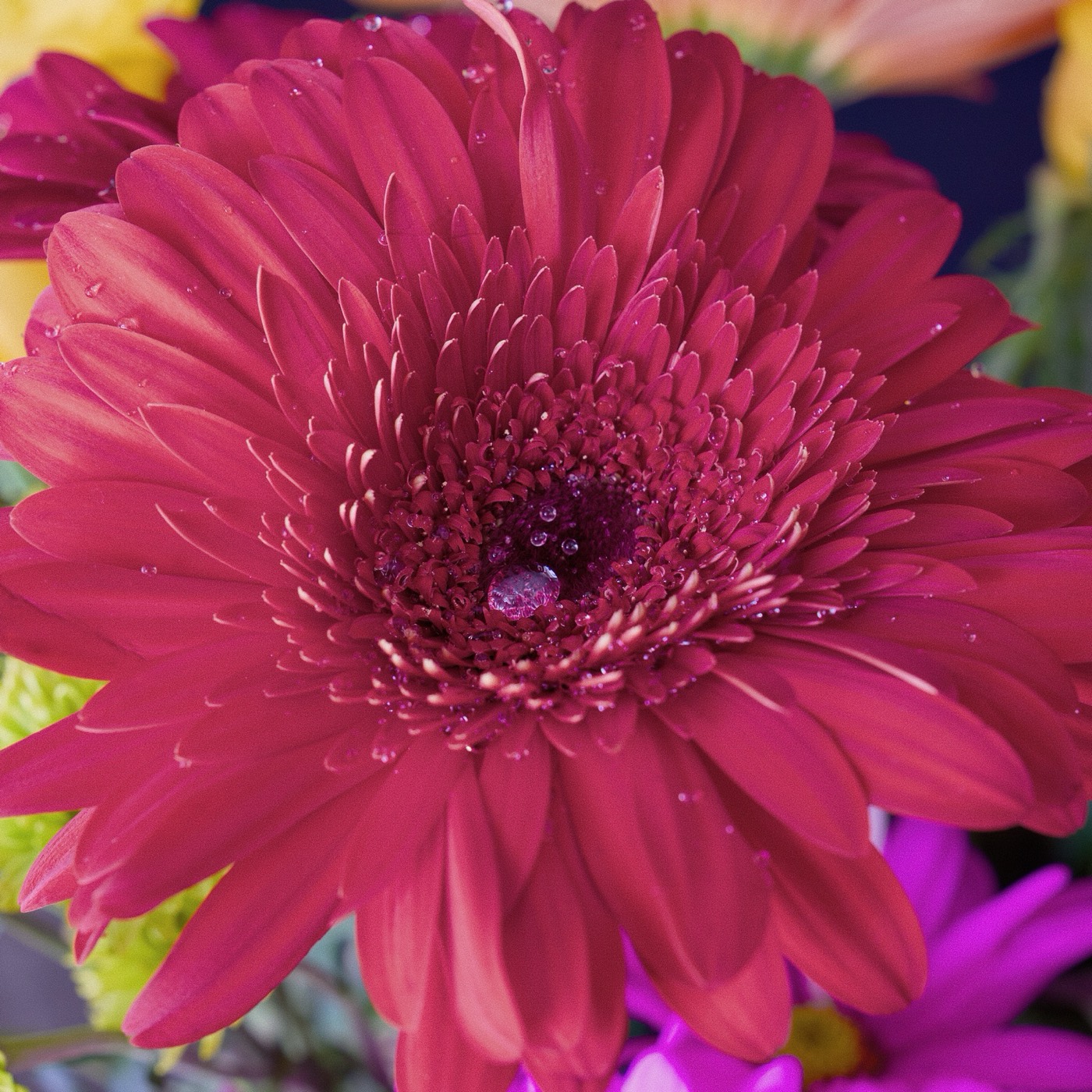 Magenta Gerbera, Tampa Bay, Florida — fine art print