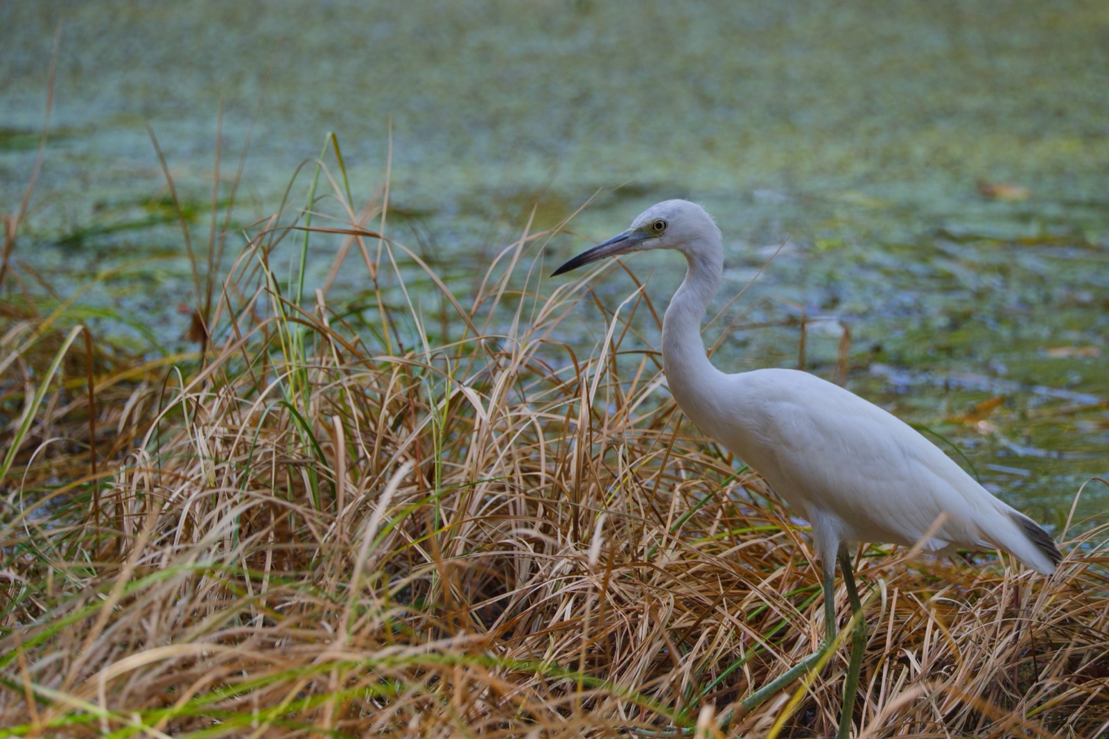 Little Blue Heron among Dry Reeds, Florida — fine art print
