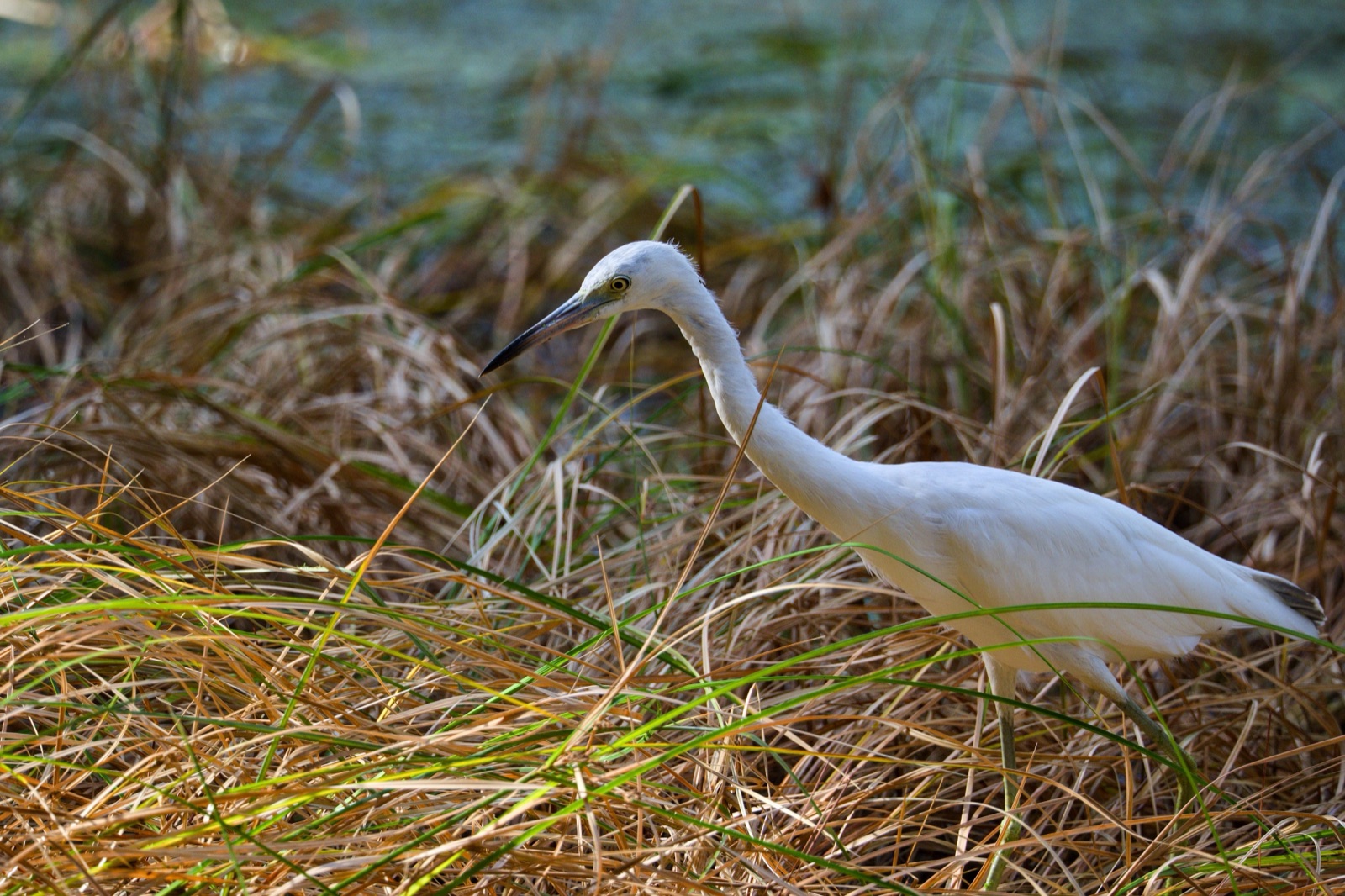 Little Blue Heron in Tall Grass, Florida — fine art print